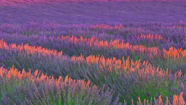 法國尼斯+韋爾東峽谷+聖十字湖+普羅旺斯薰衣草+聖瑪麗一日遊