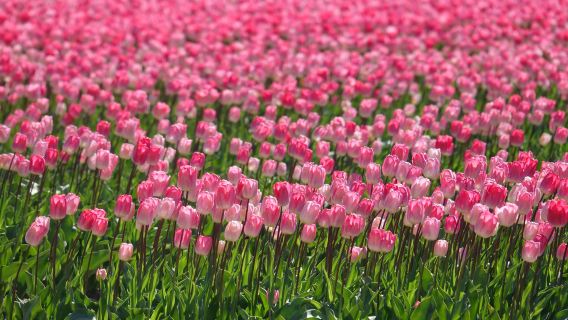 Belanda Amsterdam - Perkhidmatan Khas Menikmati Bunga di Taman Tulip - Taman Keukenhof | Pakej Sewaan Peribadi