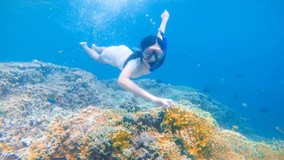 Tour en barco de snorkel por las islas Tabuhan y Menjangan