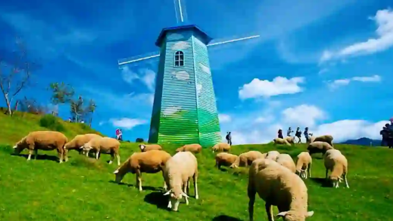 Viagem de ida e volta em Taichung | Verão de Miyazaki. Fazenda Qingjing em Taiwan + Lago Sun Moon | Traslado privativo de/para hotel