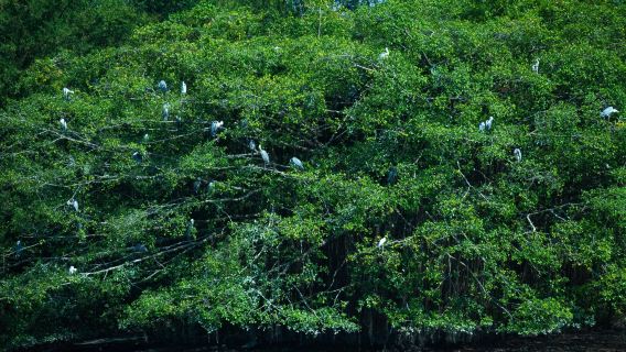 Jiangmen Jalan Tiga Puluh Tiga Xujie + Syurga Burung Kecil Xinhui + Kampung Kulit Mandarin lawatan sehari | Pengangkutan Kumpulan Kecil Persendirian ke rumah
