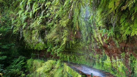 Madeira Hidden Corners: Enchanted Levada do Rei Guided Walk