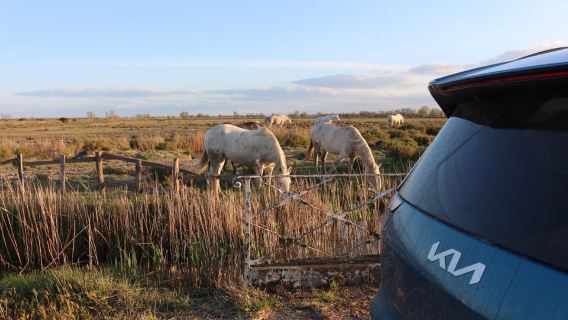 Camargue: Safari en 4x4 eléctrico – Salida desde Arlés + degustación de comida