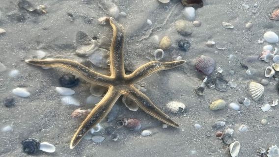 Barrier Island Shelling Tour