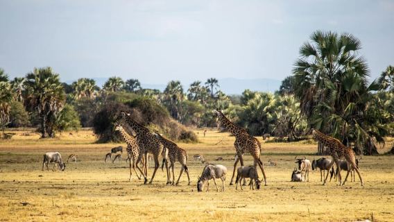 Dar es Salaam: City tour