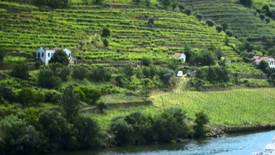 杜羅河谷：波爾圖出發的遊船之旅 + 早餐、午餐和葡萄酒