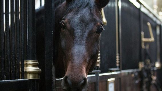 Spanische Hofreitschule: Geführte Tour