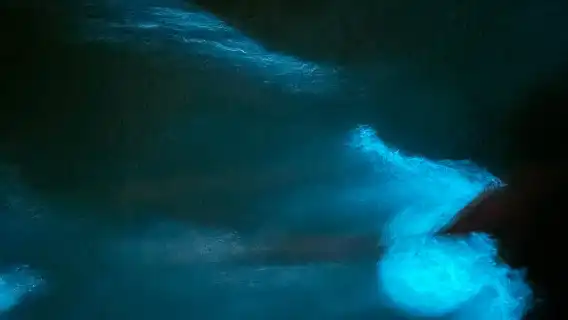 黑風洞與螢火蟲之旅 - 共享或私人包團選項