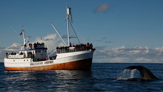 TromsoExperiences