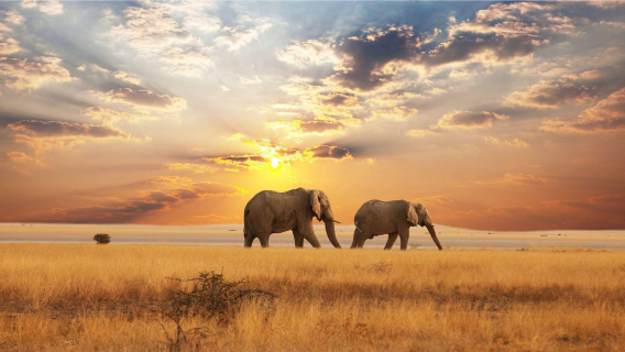 All kinds of translators, Guide , chartered private charter, photographers, business escorts, medical accompaniment, travel guides, customization in Algeria