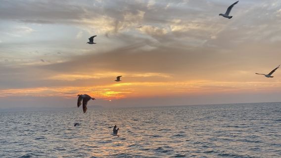 山東威海榮成那香海快艇海上觀光+海釣+餵海鷗【專業船長教學+免費提供釣竿魚餌+魚獲歸客人所有】