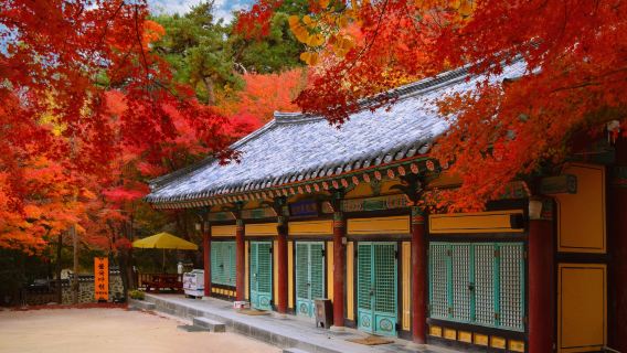 Gyeongju Fall Foliage Viewing|Hwangnidan-gil X Bulguksa Temple *Depart from Busan*