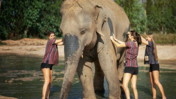 Escursione di un giorno al Santuario degli elefanti nella giungla di Pattaya da Pattaya, Chonburi, Thailandia