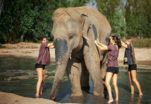 Half-day tour of Pattaya Elephant Reserve, Chonburi Province, Thailand