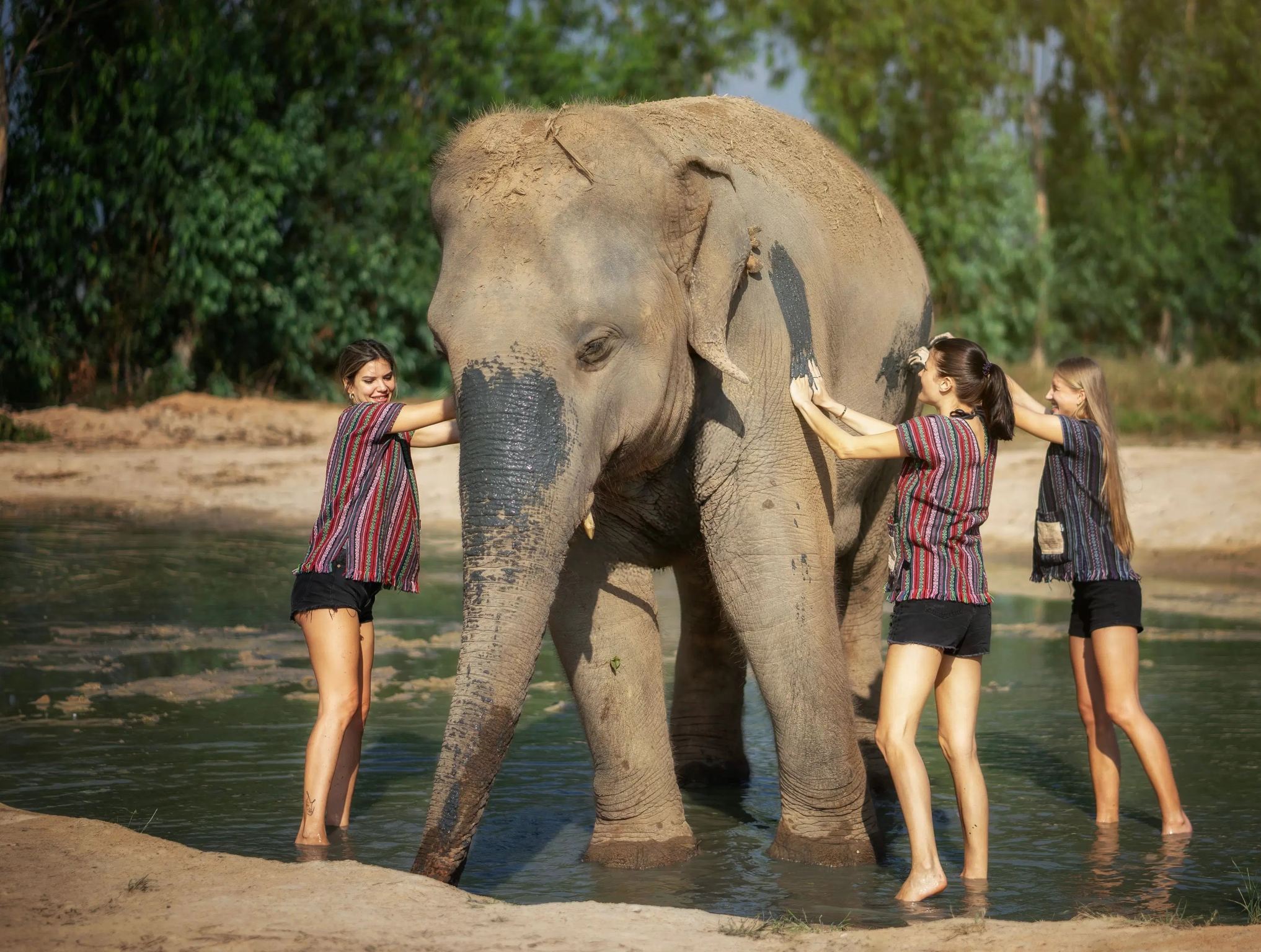 Pattaya Elephant Jungle Sanctuary Day Tour from Pattaya, Chonburi, Thailand