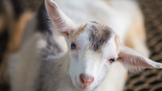 Farm Frenzy - l'unica fattoria di capre e coccodrilli di Singapore