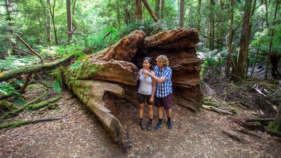 Desde Hobart: Excursión de un día al Monte Field, el Monte Wellington y la vida silvestre