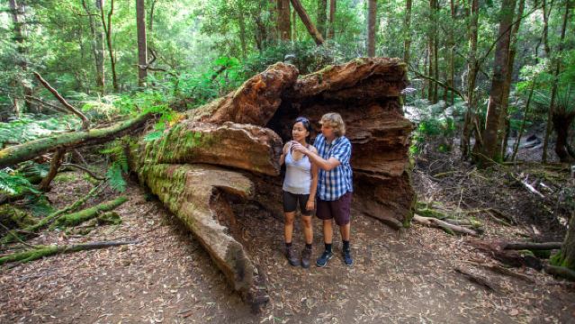 Ab Hobart: Mount Field, Mount Wellington und Wildtier-Tagestour