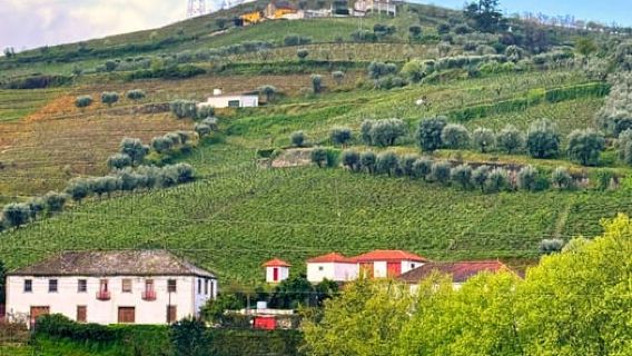 Oporto: Recorrido por el valle del Duero con 3 bodegas y almuerzo