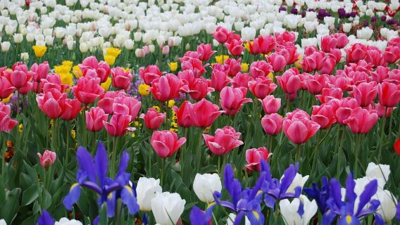 澳洲坎培拉花展一日遊【2025百花藝術季丨可選含餐】