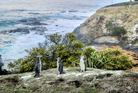 New Zealand Dunedin - Trung tâm Bảo tồn Chim cánh cụt xanh Oamaru [Tour chuyên xem chim cánh cụt nửa