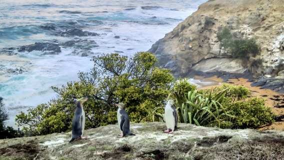 ニュージーランド ダニーデン~オアマル ブルーペンギン コロニー【半日帰りツアー ペンギン観賞専用コース】