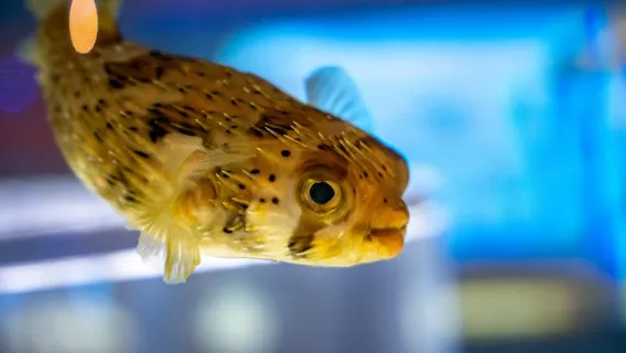 Niagara: Aquarium of Niagara General Admission