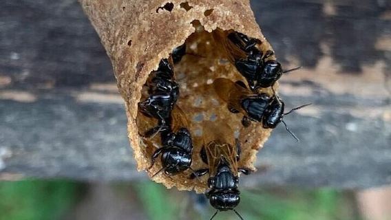 La Fortuna: Tour de abejas nativas y degustación de miel curativa