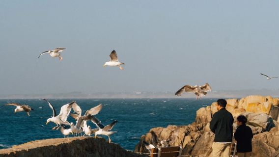 San Francisco round-trip private charter to Half Moon Bay, Monterey, Carmel-by-the-Sea, 17-Mile Drive and other attractions - Premium Selection