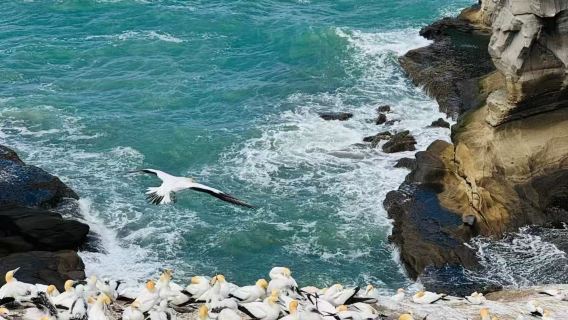 New Zealand Auckland + Muriwai Beach + Muriwai Gannet Colony + Harbour Bridge VIP Private Charter 1-day Tour