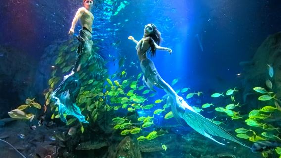 [Trùng Khánh] Thủy cung Hải Xương - Khám phá trọn gói kỳ quan đại dương (Hành trình kỳ diệu dưới biển + Sắc xanh thẳm chữa lành + Trải nghiệm đắm chìm)