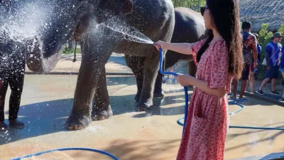 [Buy 2 Get 1 Free] Kerchor Elephant Family Phuket | Bathing, Feeding & Tour Guide | Hotel Transfers in Selected Areas by Trip from 1,269 THB