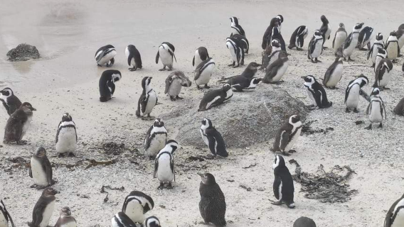 Cape Peninsula Highlights Tour: Cape of Good Hope, Penguins, and Table Mountain [Premium Small Group]