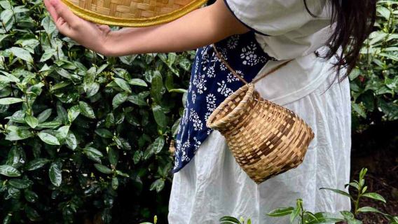 Trải nghiệm hái trà Long Tỉnh Hồ Tây Hàng Châu + sao chế diệt thanh + trải nghiệm pha trà kiểu Tống với người thuyết minh song ngữ Trung-Anh