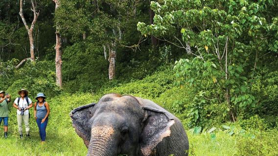 Phuket Elephant Sanctuary: Program Separuh Hari dengan Hidangan Vegetarian