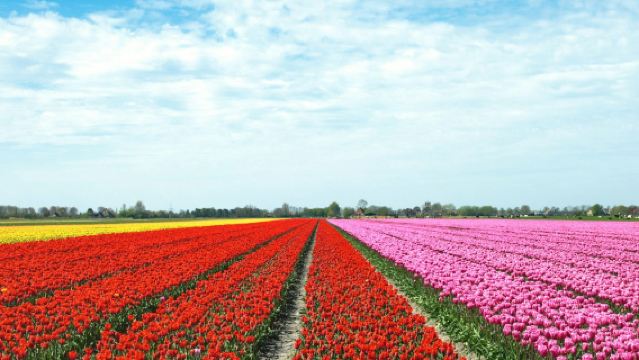 네덜란드 튤립 필드 투어