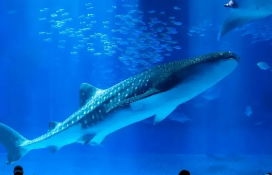 沖繩美麗海水族館入場門票小童