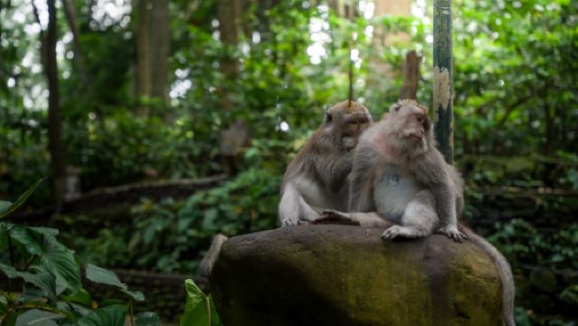 Discover Ubud Highlights Private Day Tour