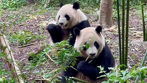 [ฐานแพนด้าเฉิงตู+ซานซิงตุย] เหมารถ 10 ชั่วโมง|ทริปสบายๆ|บริการรับ-ส่งถึงที่