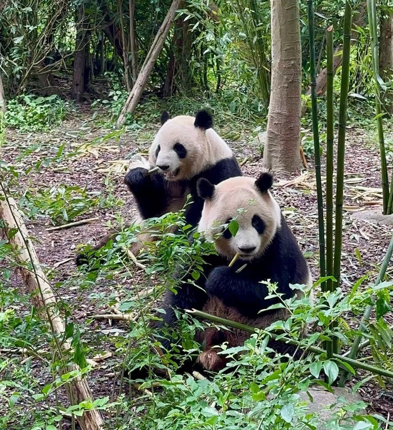 Chengdu Panda Base + Sanxingdui Private Charter 10 hr|Easy Itinerary|Pick-up/drop-off service