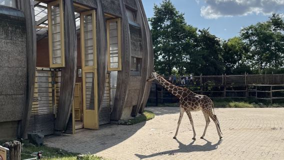阿姆斯特丹-鹿特丹|風車群+動物園+老港口【包車&中文司機】
