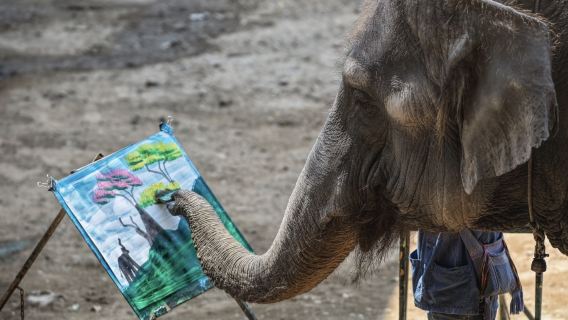 納財大象表演+騎大象 + 竹筏漂流 + 午餐 + 粘粘瀑布