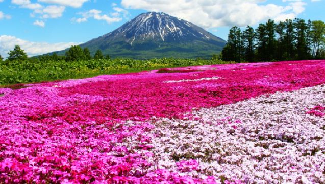 Limited time offer! 1-day tour to Mount Yotei, Shibazakura flower fields, and the romantic streets of Otaru | Departing from Sapporo
