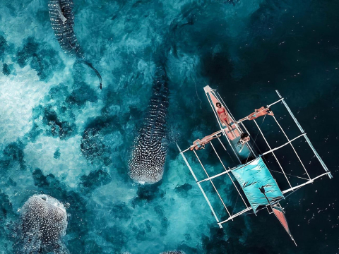 宿霧出發：奧斯洛布鯨鯊觀賞浮潛同游+墨寶沙丁魚風暴潛水一日遊