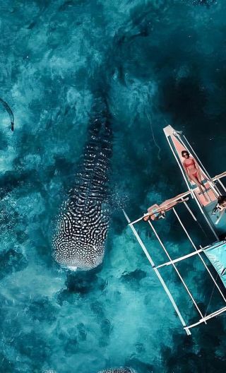 宿霧出發：奧斯洛布鯨鯊觀賞浮潛同游+墨寶沙丁魚風暴潛水一日遊