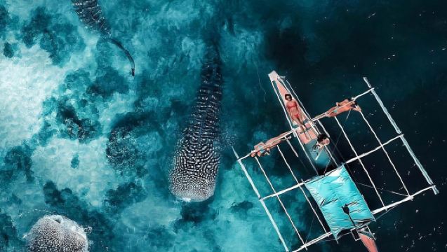 1-day tour from Cebu: Oslob whale shark watching + Moalboal sardine run diving