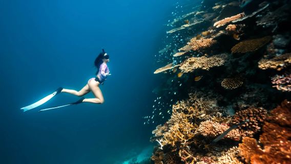 Maafushi island VIP private boat charter (one boat per guest) + coral garden snorkeling + dolphin chasing