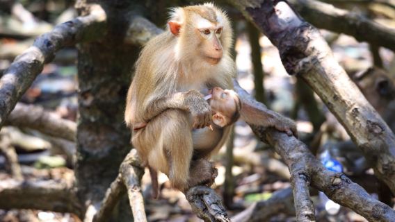 From Ho Chi Minh City: Can Gio Monkey Island & Mangrove Adventure