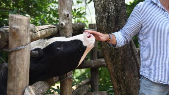 Sorrento Farm Experience: Pizza, Mozzarella, Wine and Pickup