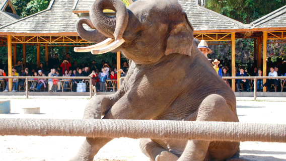 Xishuangbanna departure: Wild Elephant Valley + Jino Village Xishuangbanna rainforest ethnic minority private charter 1-day tour